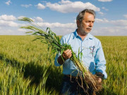 گندم کا اچھوتا انقلاب