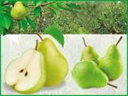 ناشپاتی کی افادیت