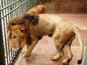 لاہور سفاری پارک میں افریقی شیروں کی نس بندی کا مشورہ