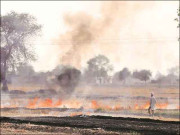 فصلوں کی باقیات جلانے والے کسانوں پر جرمانہ اور مقدمات درج کرنے کا حکم
