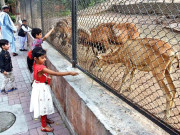 چڑیا گھروں کا مستقبل غیریقینی صورتحال سے دوچار