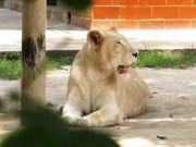 لاہور چڑیا گھر کے شیروں اور ٹائیگرز کے ڈی این اے کروانے کا فیصلہ