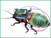 سائبرگ کاکروچ