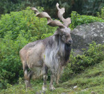 گلگت میں مارخور کے شکار کیلیے 3 کروڑ 71 لاکھ 86 ہزار روپے کی بولی