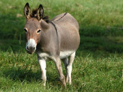 زباں فہمی نمبر 161 کچھ گدھے صاحب کی شان میں