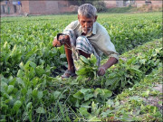 زرعی پیکیج  چھوٹے کاشتکاروں کو ریلیف دیا جائے