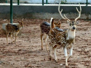 چڑیا گھر پشاور کی حالت زار پر چیف جسٹس ہائیکورٹ کا نوٹس