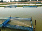 پنجاب فشریز کی کوششوں کے باوجود کیج فش فارمنگ فروغ نہیں پاسکی