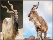 مار خور اور ٹرافی ہنٹنگ