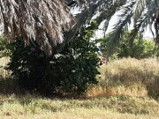 جامعہ کراچی کا نباتاتی باغ تباہی کے دہانے پر پہنچ گیا