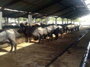 اسٹیٹ بینک سمیت 5 بڑے بینک ڈیری فارمرز کو قرضے دینگے