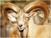 پنجاب میں اڑیال ہرن کے شکار کی قیمت 25 ہزار ڈالر مقرر