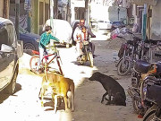 کتوں کی بہتات خواتین اور بچوں میں خوف