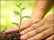 شجرکاری وقت کی اہم ضرورت