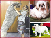 پاکستان پالتو کتوں کے معیار میں ابھی عالمی سطح پر نہیں پہنچا