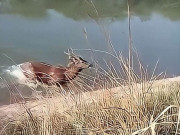 بھارت سے خوراک کی تلاش میں پاکستان آنیوالاسانبھڑہرن ہلاک