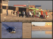 ہاکس بے ساحل سبز کچھوؤں کیلیے موت کا شکنجہ بن گیا