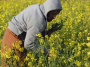 سندھ میں سرسوں و سورج مکھی 80 فیصد کاشت ہدف حاصل