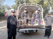 تھرپارکر میں مارے گئے لیپرڈ کی لاش کراچی منتقل