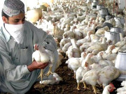 مرغی کے گوشت کی قیمت 600 روپے کلو تک پہنچ گئی مزید اضافے کا خدشہ