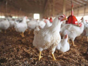 راولپنڈی اسلام آباد میں مرغی کے گوشت کی قیمتیں آسمان کو چُھو گئیں