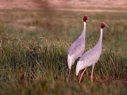 پنجاب وائلڈلائف کی 2022 میں غیرقانونی شکارپر4435 افراد کیخلاف کارروائی