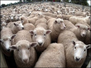 مجبور و محکوم بھیڑیں