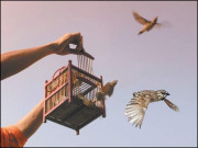 ’’قید اور آزادی‘‘ کے نام پر پرندوں کی اموات