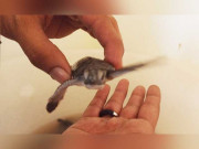 سبز کچھوؤں کے مزید 350 بچوں کو سمندر میں چھوڑ دیا گیا