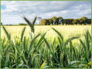 گندم کی نئی اقسام