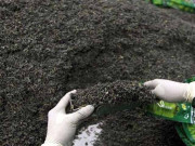 پورٹ پر پھنسے کنٹینرز کے باعث چائے کی پتی کی قلت کا خدشہ