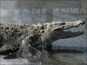 سندھ حکومت کا تحفہ تین مگرمچھ پشاور چڑیا گھر کی زینت بن گئے