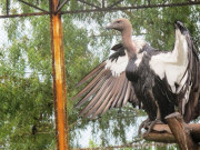 نایاب نسل کے گدھوں کو رواں سال آزاد کرنے کا فیصلہ