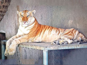 کراچی کے چڑیا گھرمیں رکھے بنگال نسل کا چیتے کی پُراسرار موت