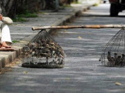 پرندوں کو قید کرکے آزاد کرنا گھناؤنا دھندا ہے سابق چیئرمین جنگلی حیات