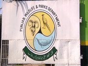 پنجاب وائلڈ لائف میں افسران کا شدید بحران ڈائریکٹر سمیت 500 پوسٹیں خالی