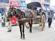 سستی اور محفوظ ٹرانسپورٹ فراہم کرنے میں تانگہ اہم ذریعہ