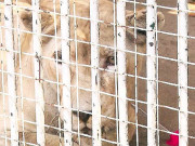 چڑیا گھر کی شیرنیوں کی صحت بہتر نہیں ڈاکٹر عامر خلیل