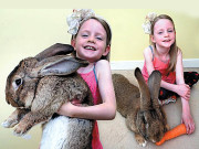 سال بھر میں 25 سو پاؤنڈ خوراک کھانیوالا دنیا کا سب سے بڑا خرگوش