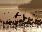 اس سال سوا 6 لاکھ سائیبیرین پرندوں نے کراچی سمیت سندھ ہجرت کی