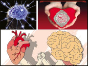 انسان پہ حاکم کون…دل یا دماغ