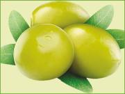 زیتون۔۔۔خاموش سبز انقلاب