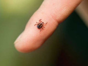 کانگو پھیلنے کے خدشے کے پیش نظر ایڈوائزری جاری