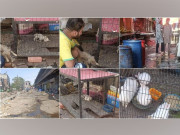 لاہور کی سب سے بڑی پرندہ مارکیٹ میں جانوروں کو انتہائی خراب حالات میں رکھنے کا انکشاف