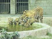 بہاولپور ہارمونل تھراپی کے ذریعے بنگال ٹائیگر کی بریڈنگ کا دعوی متنازع ہوگیا