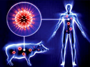 سوائن فلو پھر لَوٹ آیا 