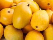 رواں سال پہلی بار پاکستانی آم زمینی راستے سے چین جائیں گے