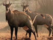 بدر منیر کی نیل گائے سے متعلق دستاویزی فلم کا پرومو جاری