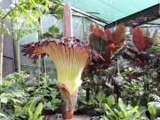 10 سال میں ایک بار کِھلنے والا پھول دیکھنے کیلئے ہزاروں لوگ جمع