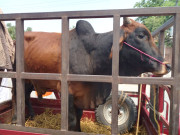 فلسفۂ قربانی اور عصرِ حاضر